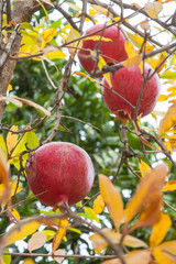 Ripe red garnet on a branch with dry yellow leaves. Rays of autumn sun