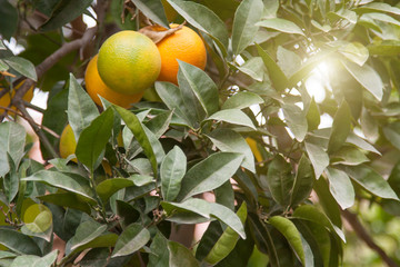 Ripening oranges on a branch