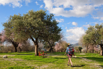 Naklejka premium A young girl with a big backpack goes to rest on a bench under the old olive tree
