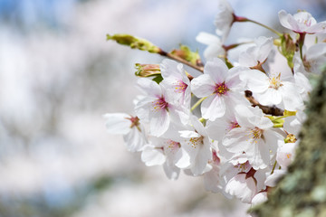 Closed up of beautiful Sakura (Cherry blossom) flower background