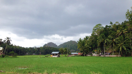 rice field and tiny house in Bohol, Philippines