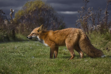 Anticipating the approaching storm (red fox)