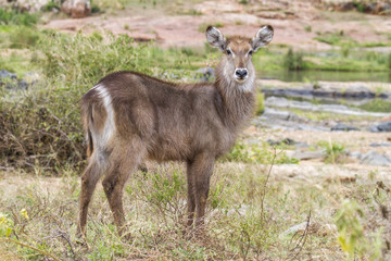 Young female waterbuck in Krugerpark in South Africa