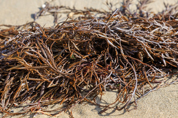 Seaweed