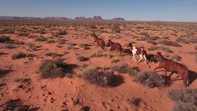 left side of running horses to stop Wild horses, drone aerial 4k, monument valley, valley of the gods, desert, cowboy, desolate, mustang, range, utah, nevada, arizona, gallup, paint horse
