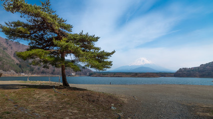 A pine tree with Motosu lake and Mount Fuji in background under blue cloud sky, Japan