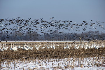 viele Schwäne und Wildgänse auf einem Feld