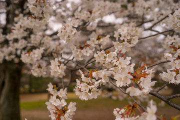 White Cherry blossum with soft focus background