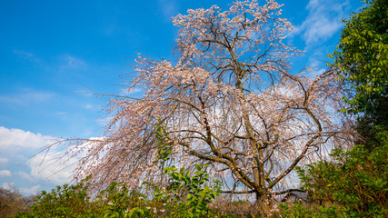 A tall giant old cherry blossum tree in the park in Kyoto under clear blue sky