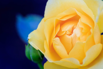 yellow rose close up
