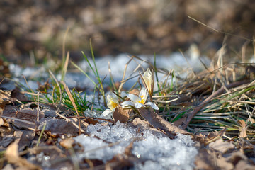 Snowdrops. Spring. Flowers