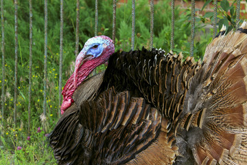 Portrait of a turkey male or gobbler. Turkey male or gobbler closeup on a green grass background. Shot of a Turkey or Gobbler on a farm. Farm Background.
