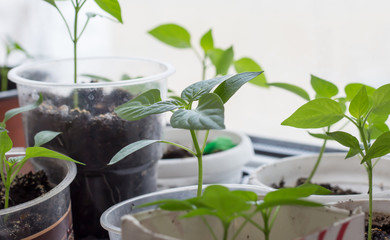 green sweet pepper seedlings