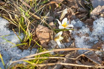 Snowdrops. Spring. Flowers