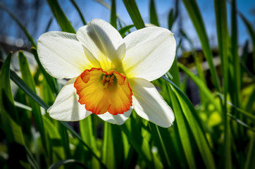 Fototapeta premium Spring flower narcissus
