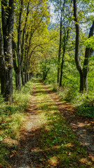 Fototapeta premium Beautiful landscape of summer shady forest in Czech republic