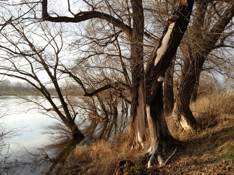 Baumlandschaft am Elbufer.1