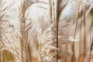Fototapeta premium Spikelets on blurry background