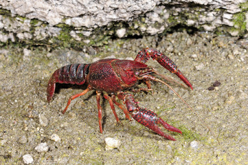 Roter Amerikanischer Sumpfkrebs / Louisianakrebs (Procambarus clarkii) - red swamp crawfish