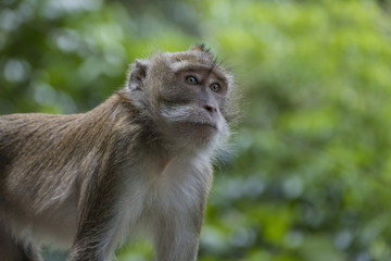 Naklejka na ściany i meble Monkey at Tiger Cave Temple, Thailand