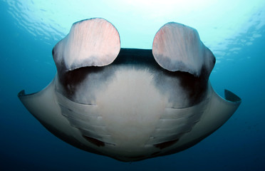 Manta ray