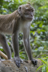 Monkey at Tiger Cave Temple, Thailand