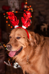 golden retriever dog with christmas horns 1