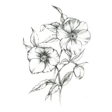 Fototapeta Hand drawn pencil flowers. Floral illustration isolated on the white background
