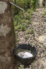 Latex production, Krabi, Thailand