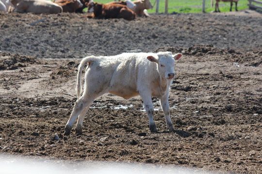 Little white cow standing in a holding/transfer prn. 