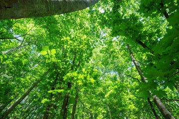 エコ　新緑のイメージ　北海道の原生林