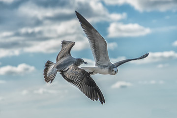 Flying seagulls in the blue sky close-up.