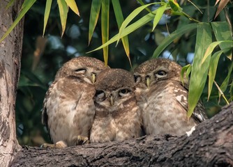 Cute Spotted Owlet family sitting cozyly together to escape the cold.