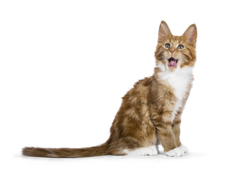 Yawning red tabby Maine Coon cat / kitten sitting sideways isolated on white background