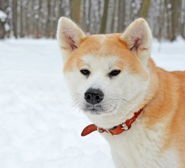 Head of the dog in the winter