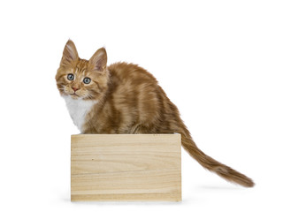 Curious red white maine coon kitten standing in wooden  box looking at camera  isolated on white...