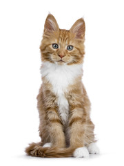 Curious red white maine coon kitten sitting isolated on white background