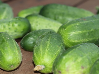 Green cucumbers arranged in the sun on the wooden terrace next to the garden.