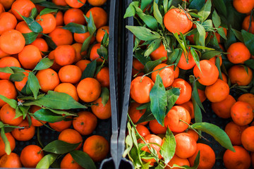 Fresh  Ripe oranges. Harvest concept. Top view,.