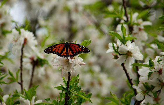 Almond tree in full bloom and beautiful monarch butterfly