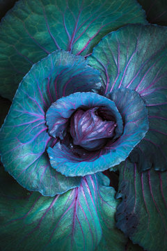 cabbage macro