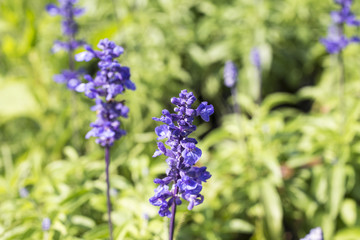 Close-up Blue sulvia flower in garden