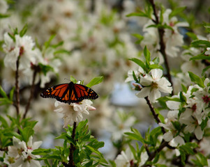 Flowers of almond tree and beautiful monarch butterfly