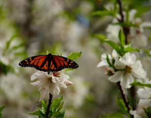 Isolated butterfly on flowers of almond tree, Danaus plexippus