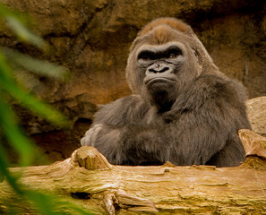Zoo Gorilla