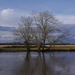 Winter Trees in Flooded Field