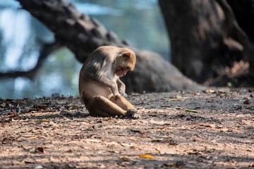 Rhesus Macaque grooming itself at Bharatpur