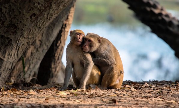 amorous langurs at Bharatpur