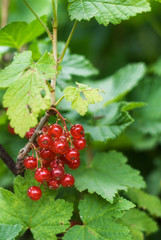 Grapes of red currant