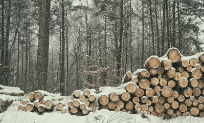 Zimowy las w Polsce.  - obrazy, fototapety, plakaty